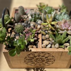 Succulent and Cacti