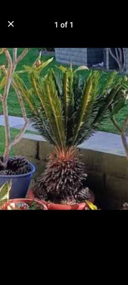 Sago Palm Potted Plant