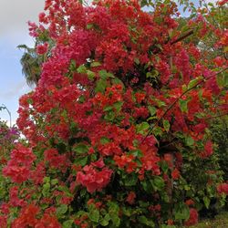 Gorgeous Bougainvillea Trellis With Beautiful Blooming Flowers 🩷🌸