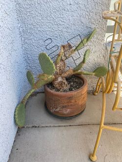 Prickly pear cactus