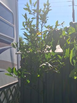 Orange tree