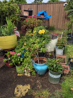 Very nice  plants for sale Saturday the 30th