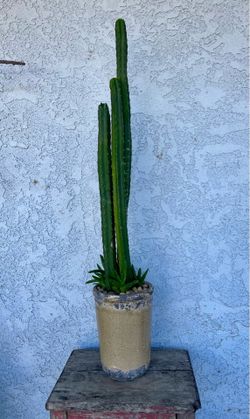 San Pedro cactus and aloe Vera