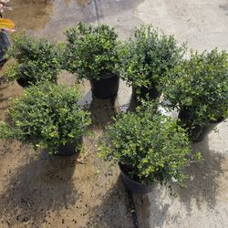 Youpon Holly 3gallones 