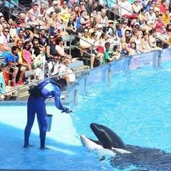 Seaworld Aquatica Busch Gardens 