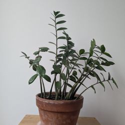 Medium ZZ Plant (Zamioculcas zamifolia)