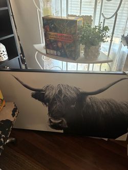 Huge hyland cow canvas