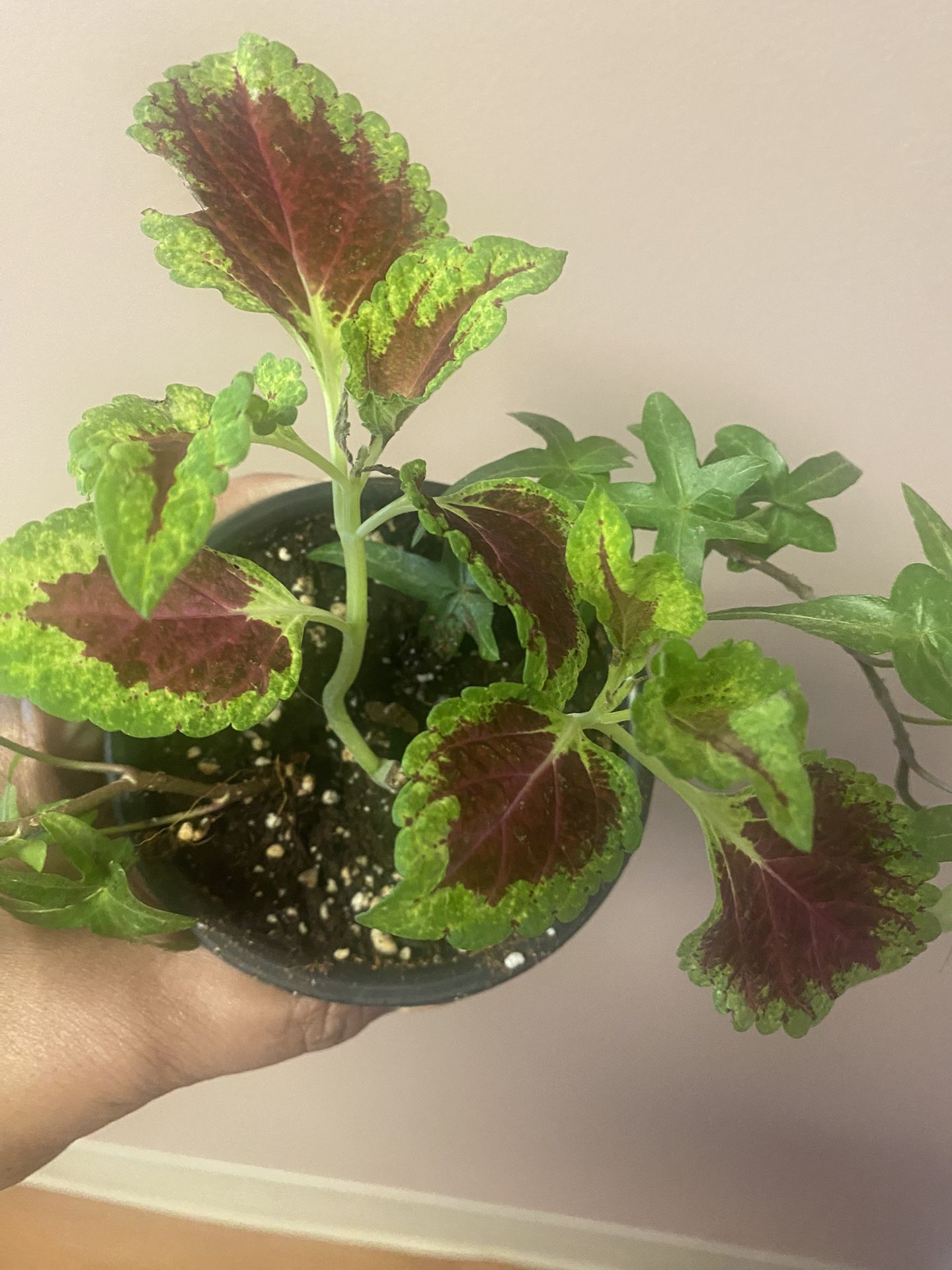 Coleus plant is 4“ pot Surrounded By English Ivy