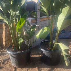Bird Of The Paradice Plants Each $120