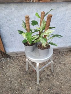 Marble Queen Pothos Plant 6" Nursery Pot $8 Each