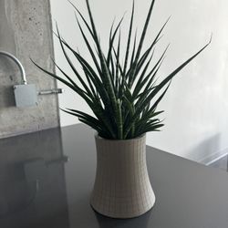 NEW Modern industrial Plant In Concrete Planter
