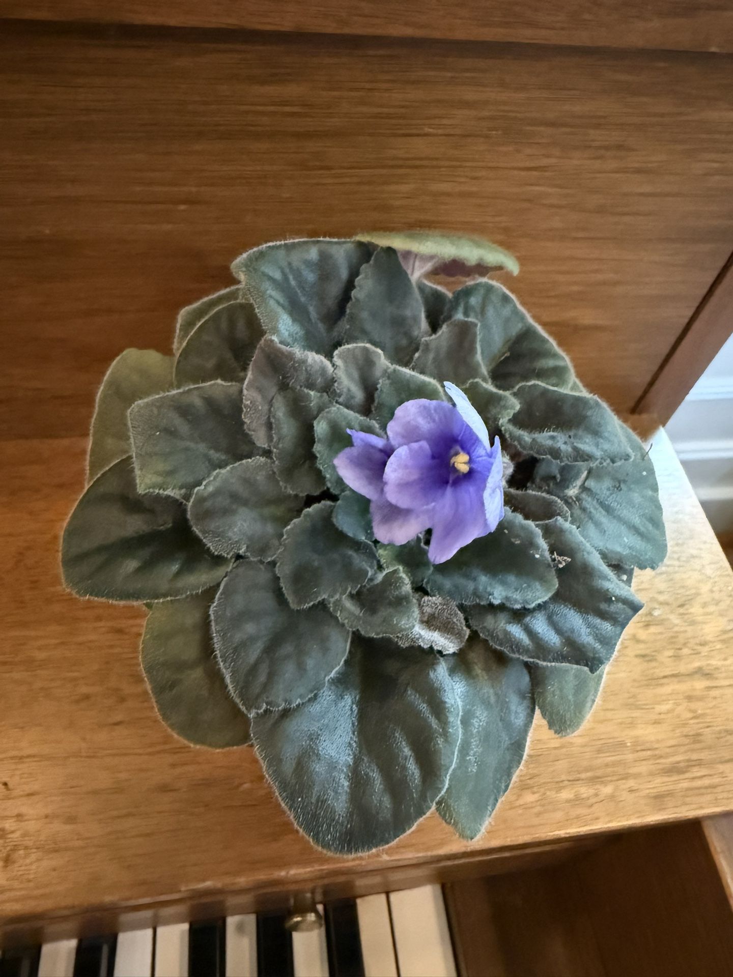 Blooming African Violet – Purple Flowers