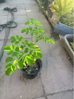 Moringa plant