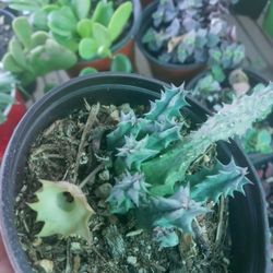 Stapelia In Pot