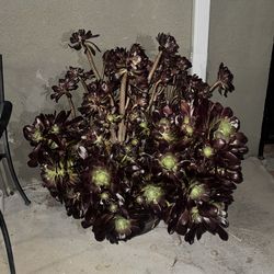Large Black Rose Aeonium Succulent Plant – Mature Multi-Headed