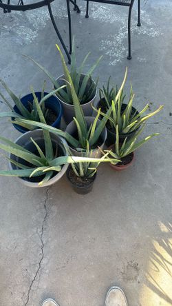 Aloevera Plants