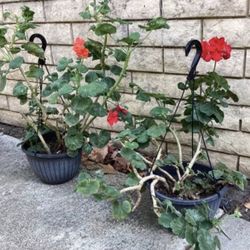 Geranium Different Red Flowers Plants