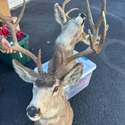 Set Of Taxedermy Deer Heads 