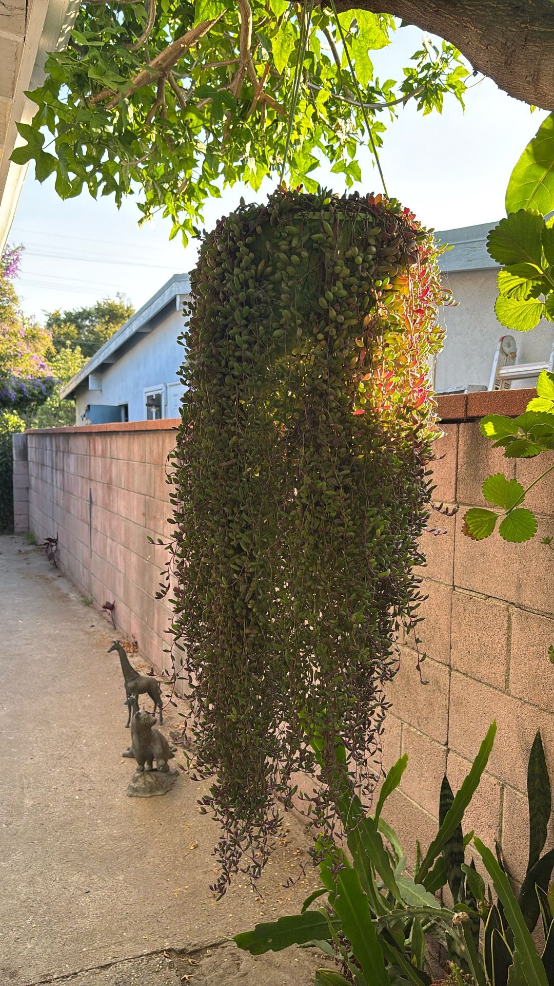 Plants