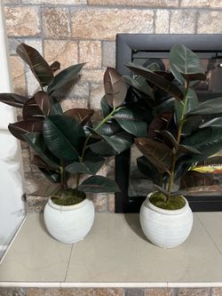 Plant Decor