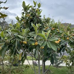 Rare Loquat Tree Seeds