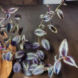 Tradescantia Zebrina Starter 