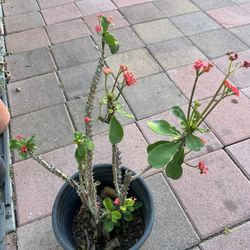 Crown of Thorns plant