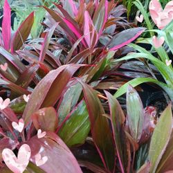 Red Sister Privacy Hedge Plants 3gl $6💚🏡