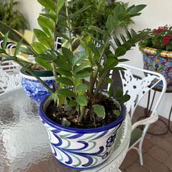 ZZ Plant In Ceramic Pot. Healthy Plant