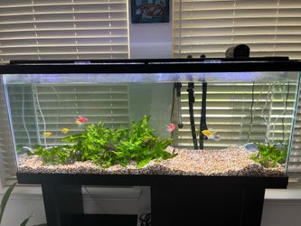 Fish Tank