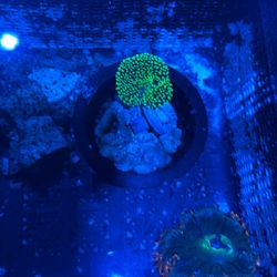 Bright Green Carpet Decor 