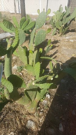 Nopales