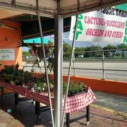 7/17/21  Today Selection At Jason's Local Garden Located In New River Grove In Davie. New This Week Staghorns 