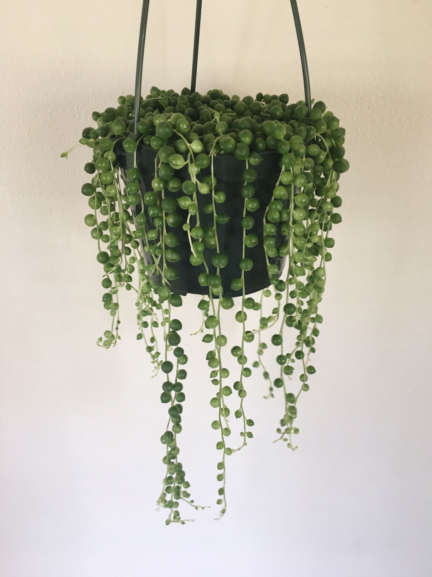 String of pearls- Indoor Plant