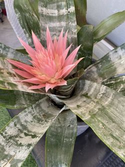 Beautiful Bromeliad Plant Just Start Blooming This Pink  Flower $45