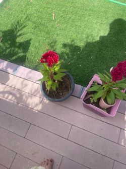 Cockscomb flower