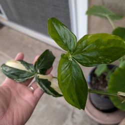 Mature Syngonium Albo 2-Leaf Top Cut