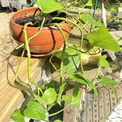 Pothos Plant