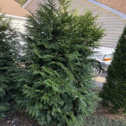 Green Giant Western 12 Feet Tall 