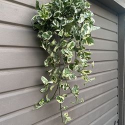 6” Enjoy Pothos 40” Long 