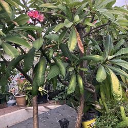 Large Established Plumeria Trees In Pots For Landscaping Yard Patio Plants