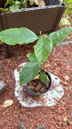 Jackfruit Tree