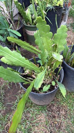 Large Potted Epiphyllum Cactus Plant
