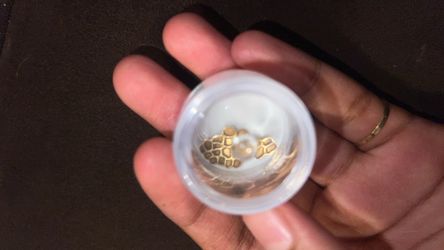 14k Large Nugget Earring