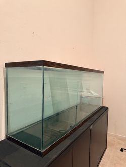 100 gallon aquarium
