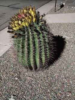 Barrel Cactus Fishhook Barrel Cactus 33 tall and 72 around $200
