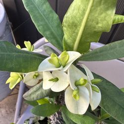 Corona De Cristo Flor Blanca 