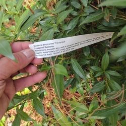 Plant For Sale