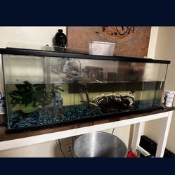 60 Gallon Fish Tank 