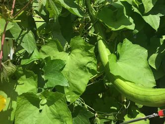 Luffa Seeds, $5 For 30 Seeds
